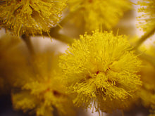 Load image into Gallery viewer, Acacia dealbata seeds - Silver Wattle Mimosa seeds