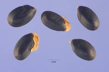 Load image into Gallery viewer, Acacia dealbata seeds - Silver Wattle Mimosa seeds