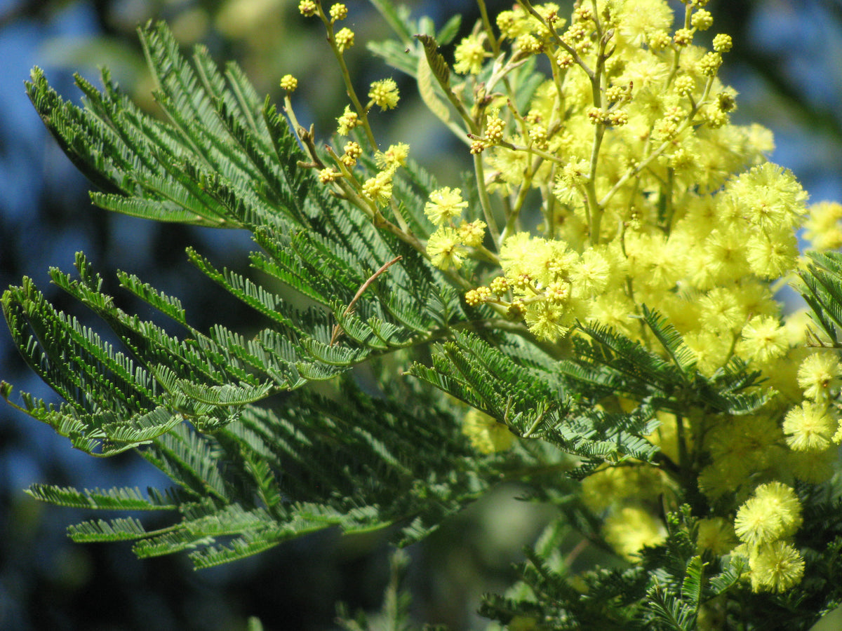 How to Grow Black Wattle (Acacia Mearnsii) Seeds | O'Neill Seeds