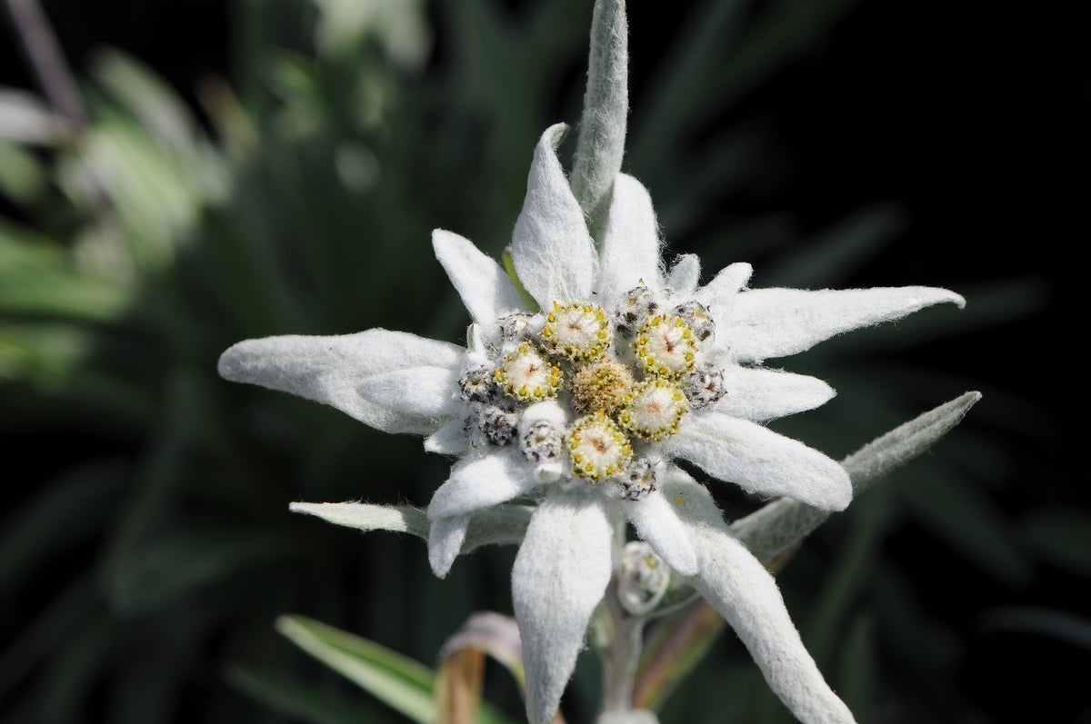 A Beginner's Guide To Growing Edelweiss From Seeds 