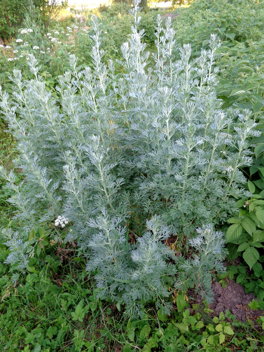 Grow Artemisia Absinthium from Seed - The Ultimate Guide | O'Neill Seeds