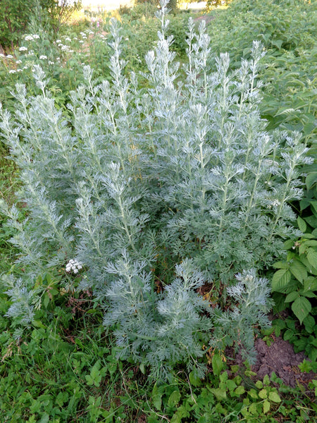 The Ultimate Guide to Growing Artemisia Absinthium from Seed