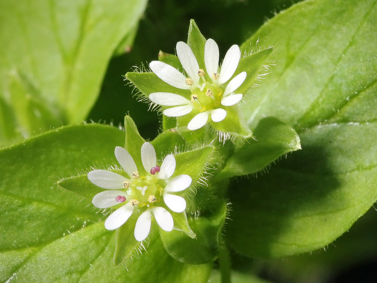 Grow Chickweed (Stellaria Media) from Seed - A Beginner's Guide | O ...