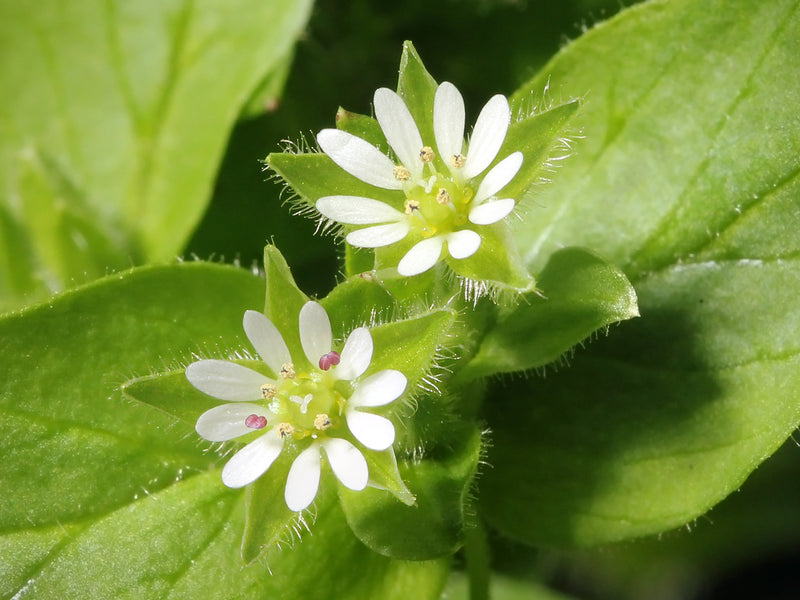 Grow Chickweed (Stellaria Media) from Seed - A Beginner's Guide | O'Neill Seeds