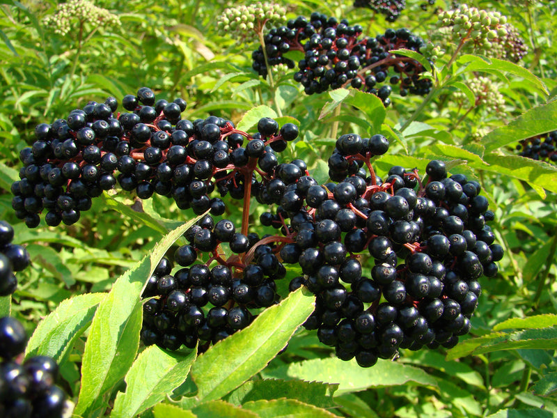 Growing Black Elderberry (Sambucus Nigra) from Seed | A Beginner's Guide from O'Neill Seeds