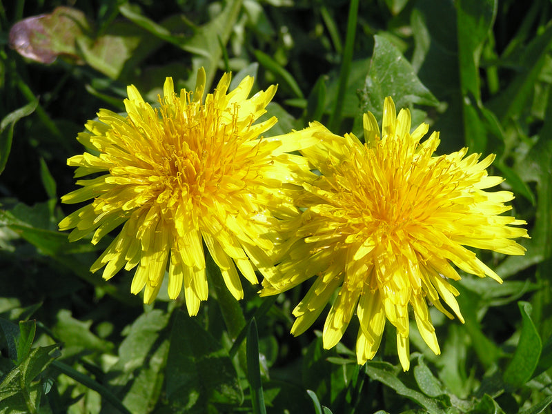 The Ultimate Guide to Growing Dandelion from Seed | O'Neill Seeds