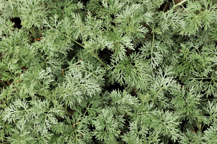 Everything You Need to Know About Growing Mugwort (Artemisia Vulgaris) from Seeds