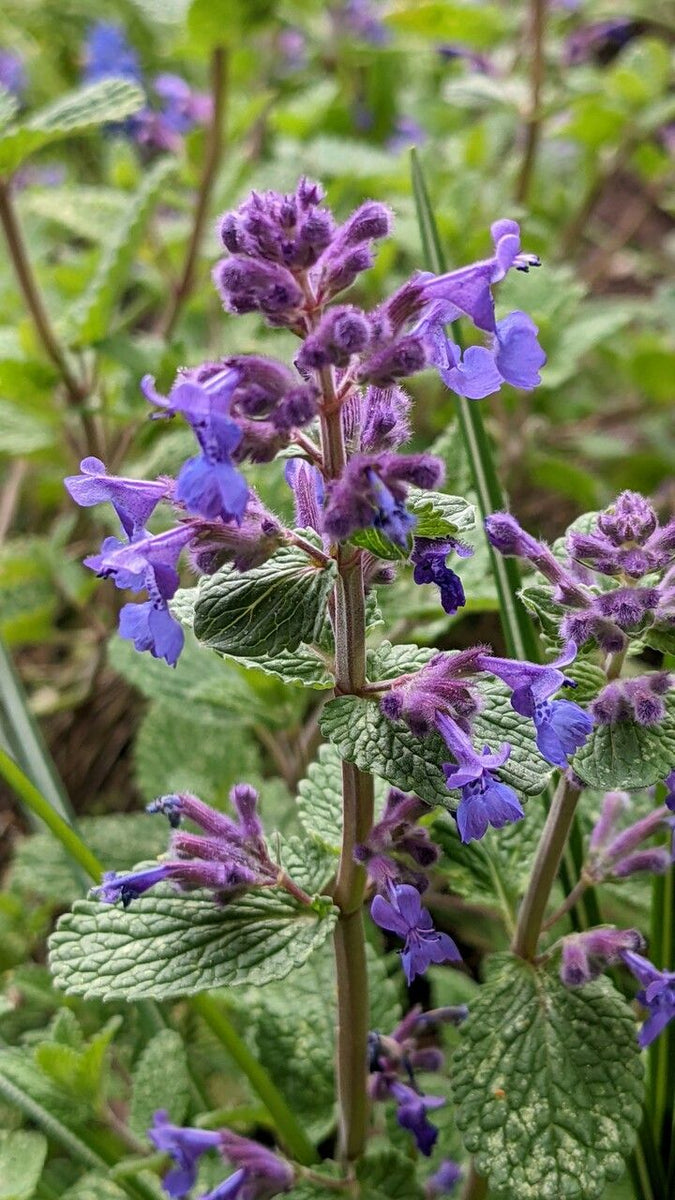 The Ultimate Guide to Growing Catnip from Seeds | O'Neill Seeds