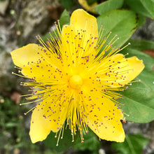Load image into Gallery viewer, Great St Johns Wort Seeds - Hypericum ascyron Seeds - Multiple Quantities