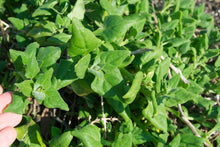 Load image into Gallery viewer, 750 New Zealand Spinach Seeds - Non-GMO - Heirloom Spinach