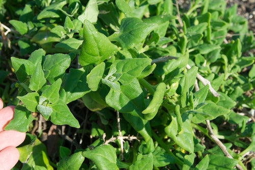 750 New Zealand Spinach Seeds - Non-GMO - Heirloom Spinach