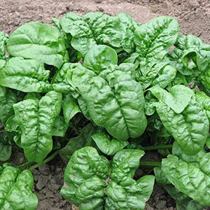 500 Giant Noble Spinach Seeds - Non-GMO - Heirloom Spinach