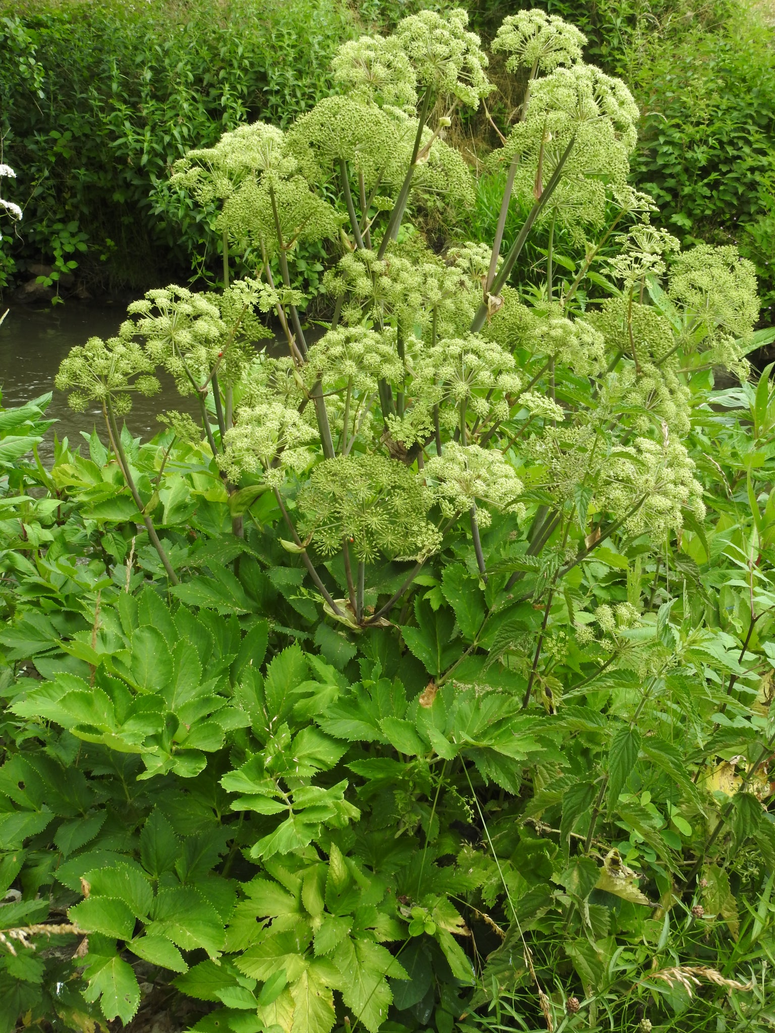 50 Angelica Seeds Angelica Archangelica Non GMO Heirloom Seeds O 50-angelica-seeds-angelica-archangelica-non-gmo-heirloom-seeds-o