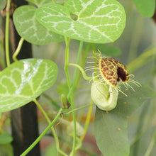 Load image into Gallery viewer, 5 White Veined Dutchman&#39;s - Aristolochia fimbriate- Non-GMO Heirloom Seeds