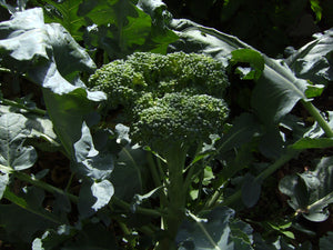 1000 De Cicco Broccoli Seeds - Non-GMO Heirloom Broccoli Seeds - Bulk Seeds