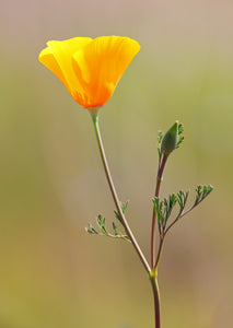 500 California Poppy Seeds - Eschscholzia Californica - Vibrant Blooms - Non-GMO