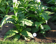 Load image into Gallery viewer, Catterton Tobacco Seeds ~ Heirloom Nicotiana Tabacum ~ Air Cure Variety