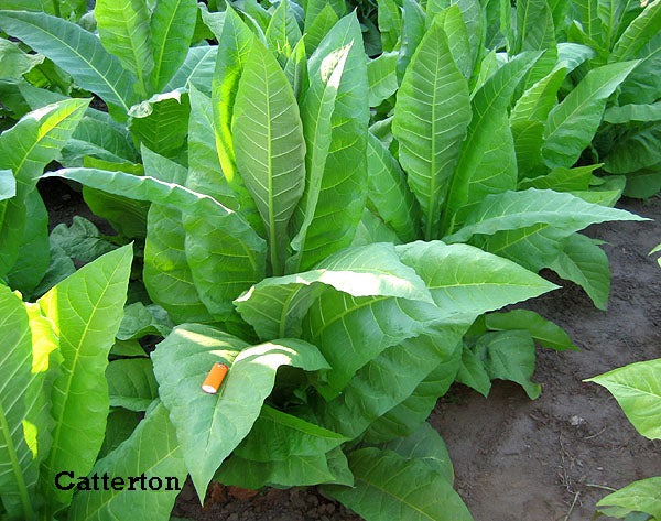 Catterton Tobacco Seeds ~ Heirloom Nicotiana Tabacum ~ Air Cure Variety