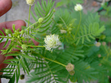 Load image into Gallery viewer, 200 Illinois Bundleflower Seeds - Desmanthus illinoensis - Butterfly Plant