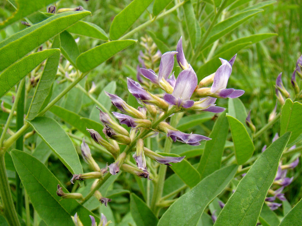 liquorice plant seeds Licorice Seeds - Glycorrhiza glabra Seeds - Nice Aroma - Multiple Quantities