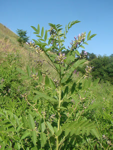 Licorice Seeds - Glycorrhiza glabra Seeds - Nice Aroma - Multiple Quantities