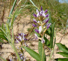 Load image into Gallery viewer, Licorice Seeds - Glycorrhiza glabra Seeds - Nice Aroma - Multiple Quantities