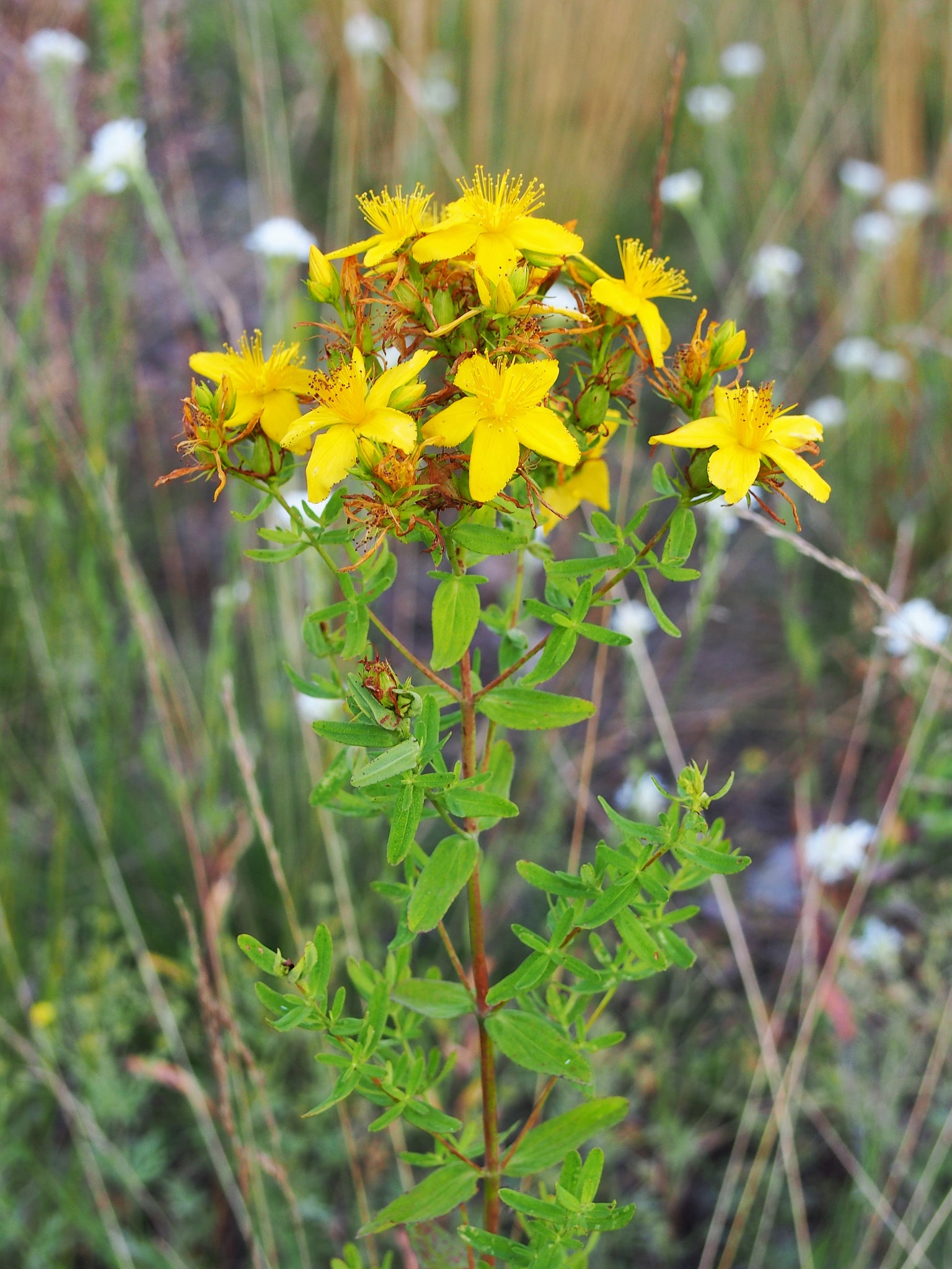 Hypericum Tree St. Johns Wort Seeds - Hypericum perforatum Seeds - Multiple Quantities ...
