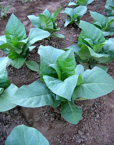 grow tobacco Tobacco Growing Guide – HOSS grow tobacco Tobacco Growing Guide – HOSS