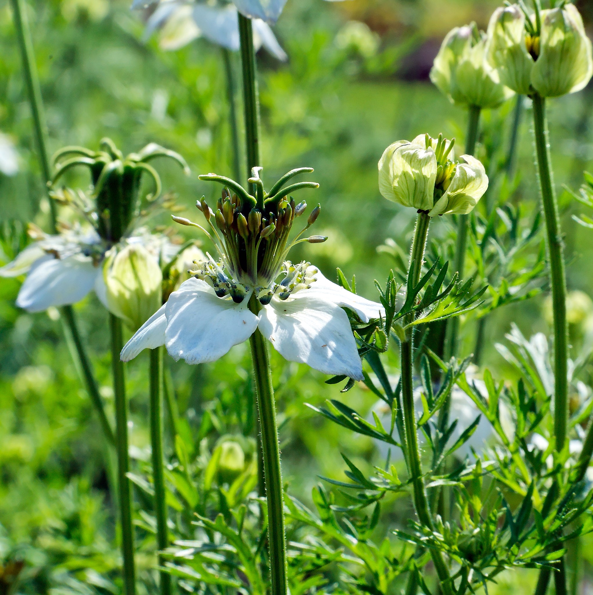 black cumin seed plant Black Cumin Seeds - Nigella sativa Seeds - Culinary Plant - Multiple Quantities
