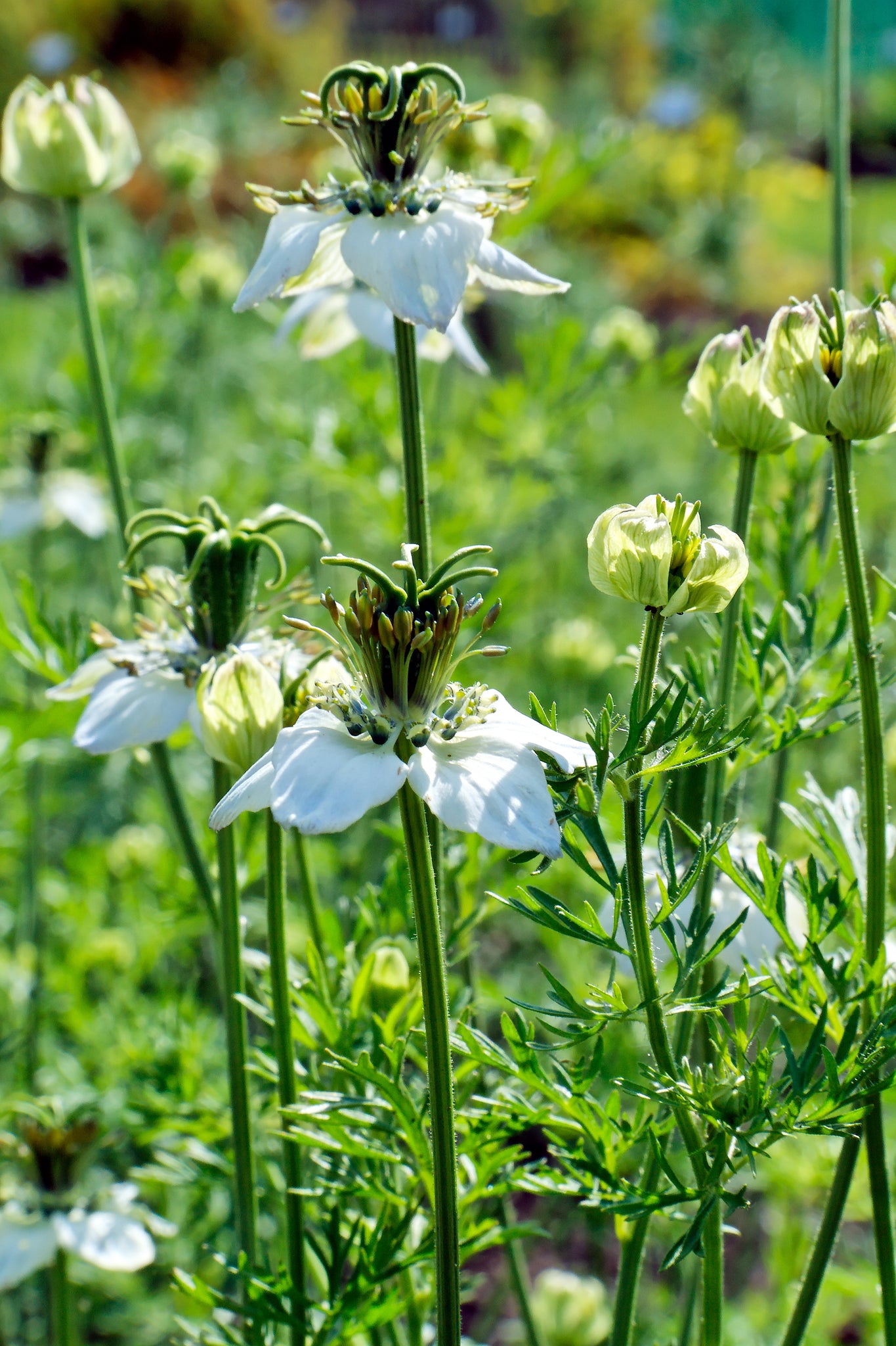 nigella sativa seeds for planting Black Cumin Seeds - Nigella sativa Seeds - Culinary Plant - Multiple Quantities