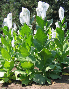 Nostrano Del Brenta Tobacco Seeds Heirloom Cigar Wrapper Nicotiana Tabacum