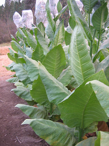 Nostrano Del Brenta Tobacco Seeds Heirloom Cigar Wrapper Nicotiana Tabacum