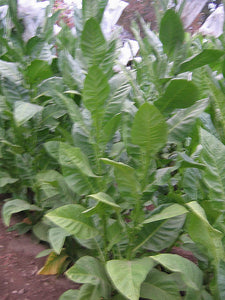 Corojo 99 Tobacco Seeds ~ Wrapper Leaf Heirloom Non-GMO Nicotiana Tabacum
