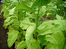 Load image into Gallery viewer, Ainaro Tobacco Seeds ~ Dark Sun Cured Heirloom Non-GMO Nicotiana Tabacum