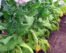 Load image into Gallery viewer, Ainaro Tobacco Seeds ~ Dark Sun Cured Heirloom Non-GMO Nicotiana Tabacum
