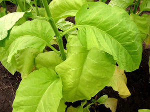 Ainaro Tobacco Seeds ~ Dark Sun Cured Heirloom Non-GMO Nicotiana Tabacum