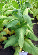 Load image into Gallery viewer, L&#39;Assomption Tobacco Seeds ~ Filler Type Heirloom Non-GMO Nicotiana Tabacum