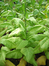 Load image into Gallery viewer, L&#39;Assomption Tobacco Seeds ~ Filler Type Heirloom Non-GMO Nicotiana Tabacum