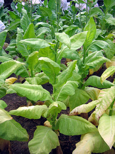 L'Assomption Tobacco Seeds ~ Filler Type Heirloom Non-GMO Nicotiana Tabacum