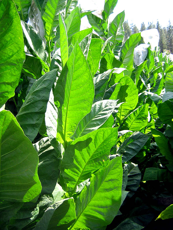 Corojo 99 Tobacco Seeds ~ Heirloom Nicotiana Tabacum ~ Disease Resistant