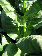 Load image into Gallery viewer, Corojo 99 Tobacco Seeds ~ Wrapper Leaf Heirloom Non-GMO Nicotiana Tabacum