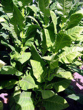 Load image into Gallery viewer, Corojo 99 Tobacco Seeds ~ Heirloom Nicotiana Tabacum ~ Disease Resistant