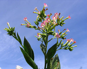 Corojo 99 Tobacco Seeds ~ Wrapper Leaf Heirloom Non-GMO Nicotiana Tabacum