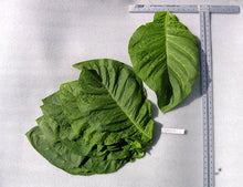 Load image into Gallery viewer, Corojo 99 Tobacco Seeds ~ Wrapper Leaf Heirloom Non-GMO Nicotiana Tabacum