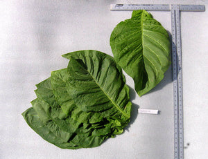 Corojo 99 Tobacco Seeds ~ Wrapper Leaf Heirloom Non-GMO Nicotiana Tabacum