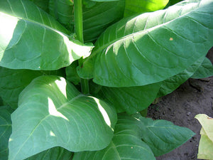 NB 11 Tobacco Seeds ~ Burley Type Heirloom Non-GMO Nicotiana Tabacum