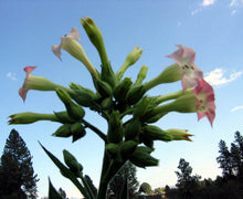 Load image into Gallery viewer, NB 11 Tobacco Seeds ~ Burley Type Heirloom Non-GMO Nicotiana Tabacum