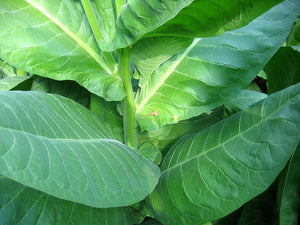 NB 11 Tobacco Seeds ~ Burley Type Heirloom Non-GMO Nicotiana Tabacum