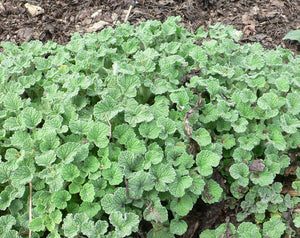 Horehound Seeds - Marrubium vulgare Seeds - Easy to Grow! - Multiple Quantities