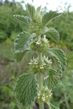 Load image into Gallery viewer, Horehound Seeds - Marrubium vulgare Seeds - Easy to Grow! - Multiple Quantities